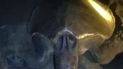 Warga Temukan Penyu Sedang Brtelur di Pantai Pangandaran