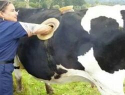 Sapi di Negara Ini Hidup dengan Perut Berlubang, Apa Alasanya?