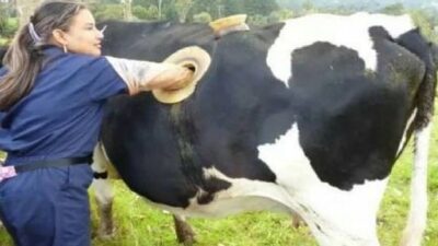 Sapi di Negara Ini Hidup dengan Perut Berlubang, Apa Alasanya?
