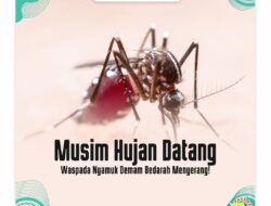 Waspada Nyamuk Demam Berdarah Menyerang Saat Musim Penghujan, Ini Cara Mengatasinya