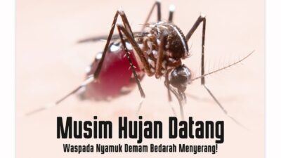 Waspada Nyamuk Demam Berdarah Menyerang Saat Musim Penghujan, Ini Cara Mengatasinya