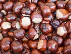 Ini Dia 7 Khasiat Jengkol untuk Kesehatan, Salah Satunya Mengatasi Diabetes