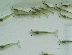 Wagub Jabar Uu Ruzhanul Ulum Tanam Bibit Udang Vaname di Pangandaran