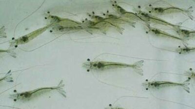 Wagub Jabar Uu Ruzhanul Ulum Tanam Bibit Udang Vaname di Pangandaran