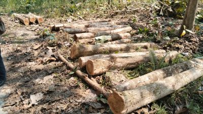 Diduga Ilegal, Ketujuh Penebang Sempat Dibawa ke Mapolres Pangandaran. Kapolsek Sidamulih: Demi Keamanan