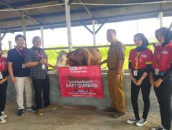Hari Raya idul Adha 1445 H, Alfamart Berikan 1 ekor Sapi Kurban untuk Masyarakat Pangandaran