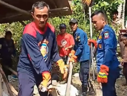 Petugas Damkar Pangandaran Berhasil Menangkap Ular King Kobra Sepanjang 5 Meter di Rumah Warga