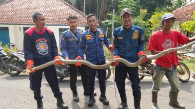 Petugas Damkar Pangandaran Berhasil Menangkap Ular King Kobra Sepanjang 5 Meter di Rumah Warga