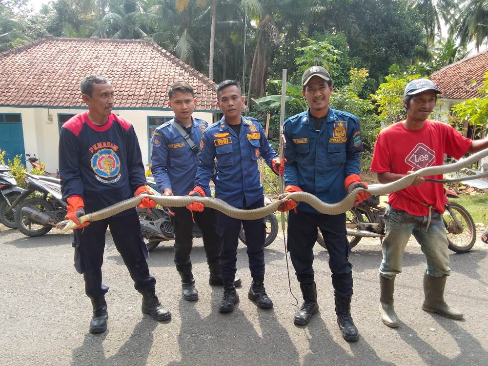 Petugas Damkar Pangandaran Berhasil Menangkap Ular King Kobra Sepanjang 5 Meter di Rumah Warga