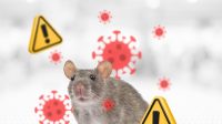 RSUD Pandega Pangandaran Ingatkan Bahaya Virus Hanta, Warga Diminta Waspada