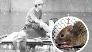 Waspada Bahaya Tikus Saat Banjir, Ini Penjelasan RSUD Pandega Pangandaran 5 Waspada Bahaya Tikus Saat Banjir, Ini Penjelasan RSUD Pandega Pangandaran