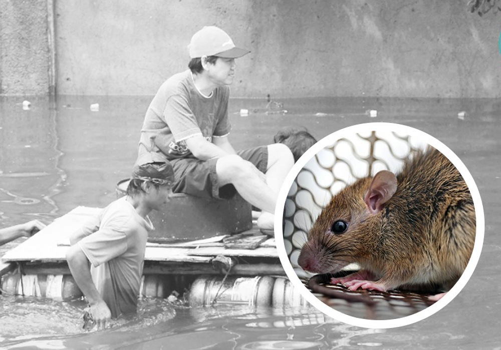 Waspada Bahaya Tikus Saat Banjir, Ini Penjelasan RSUD Pandega Pangandaran