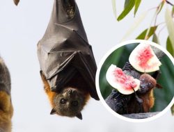 Kenali Gejala, Penularan, dan Cara Pencegahan Terhadap Virus Nipah. Ini Penjelasan RSUD Pandega Pangandaran
