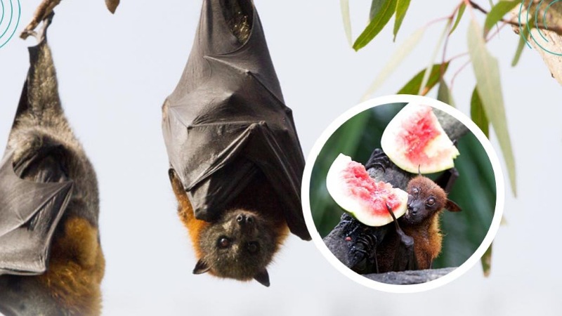 Kenali Gejala, Penularan, dan Cara Pencegahan Terhadap Virus Nipah. Ini Penjelasan RSUD Pandega Pangandaran